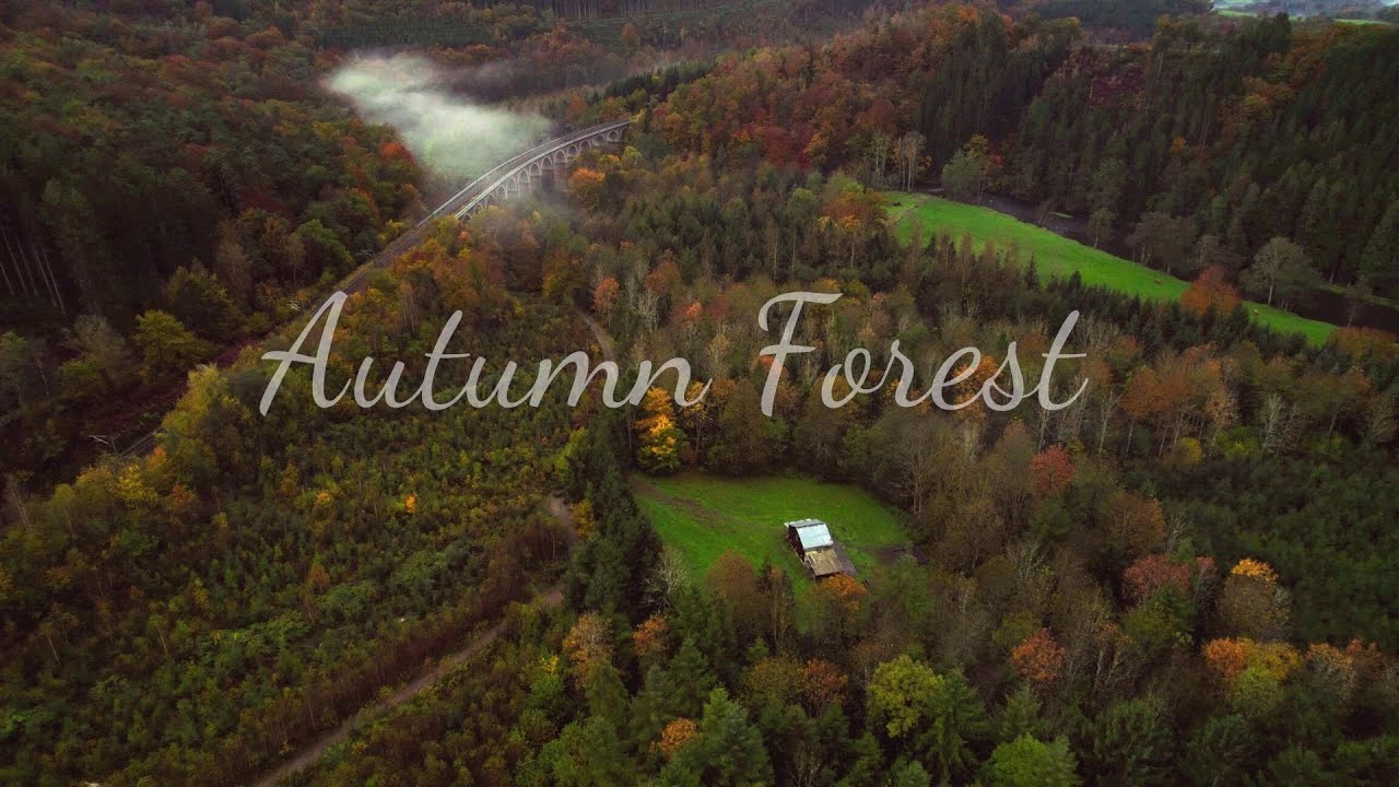 The Autumn Forest in a Cinematic Aerial View 4K
