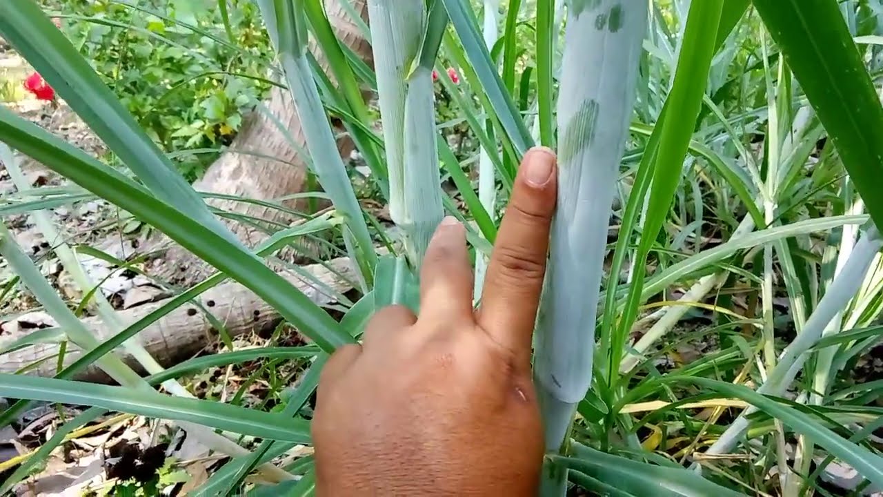 Ciri khas yang mencolok antara zenzibar & rumput packhong