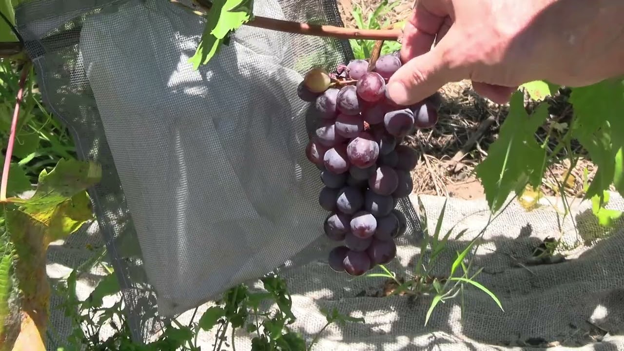 Highly Disease Resistant Grape