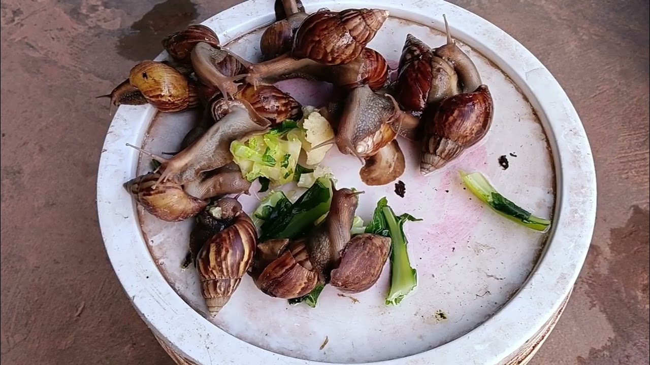 Learn about the food that snails eat around the house.