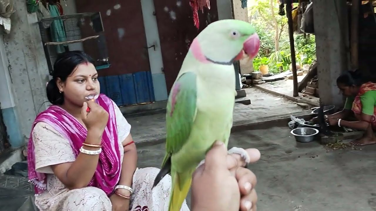 How to train a wild parrot | হ্যানটেম কথা বলা চন্দনা টিয়া পাখি