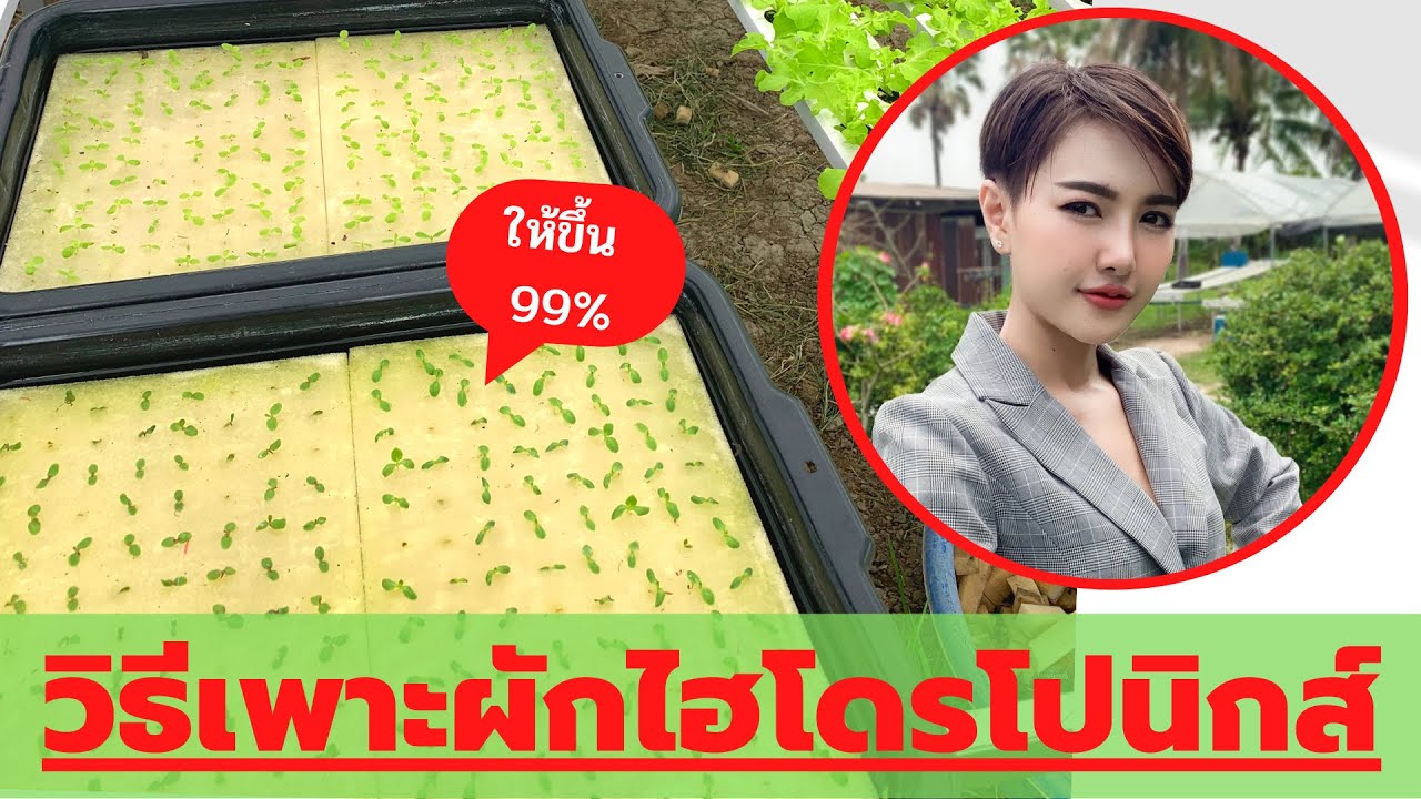 วิธีเพาะผักไฮโดรโปนิกส์ ให้งอก 99%