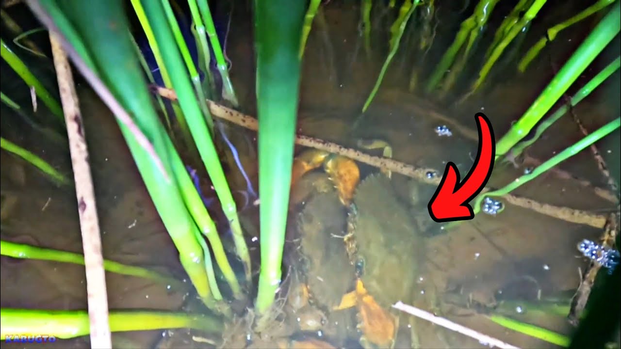 Crab Hunting Part 2