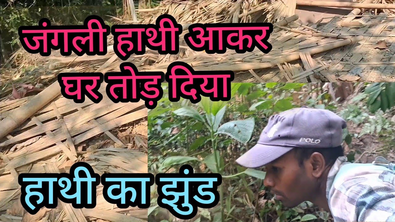 हांथी आके घर तोड़ दिया// जंगली हांथी आ गया था//#village jangal #paharpur #vloger #Village #viral. 