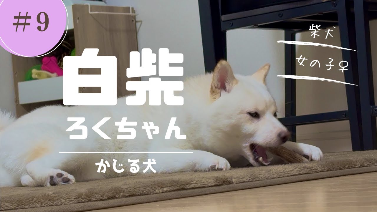 かじる犬