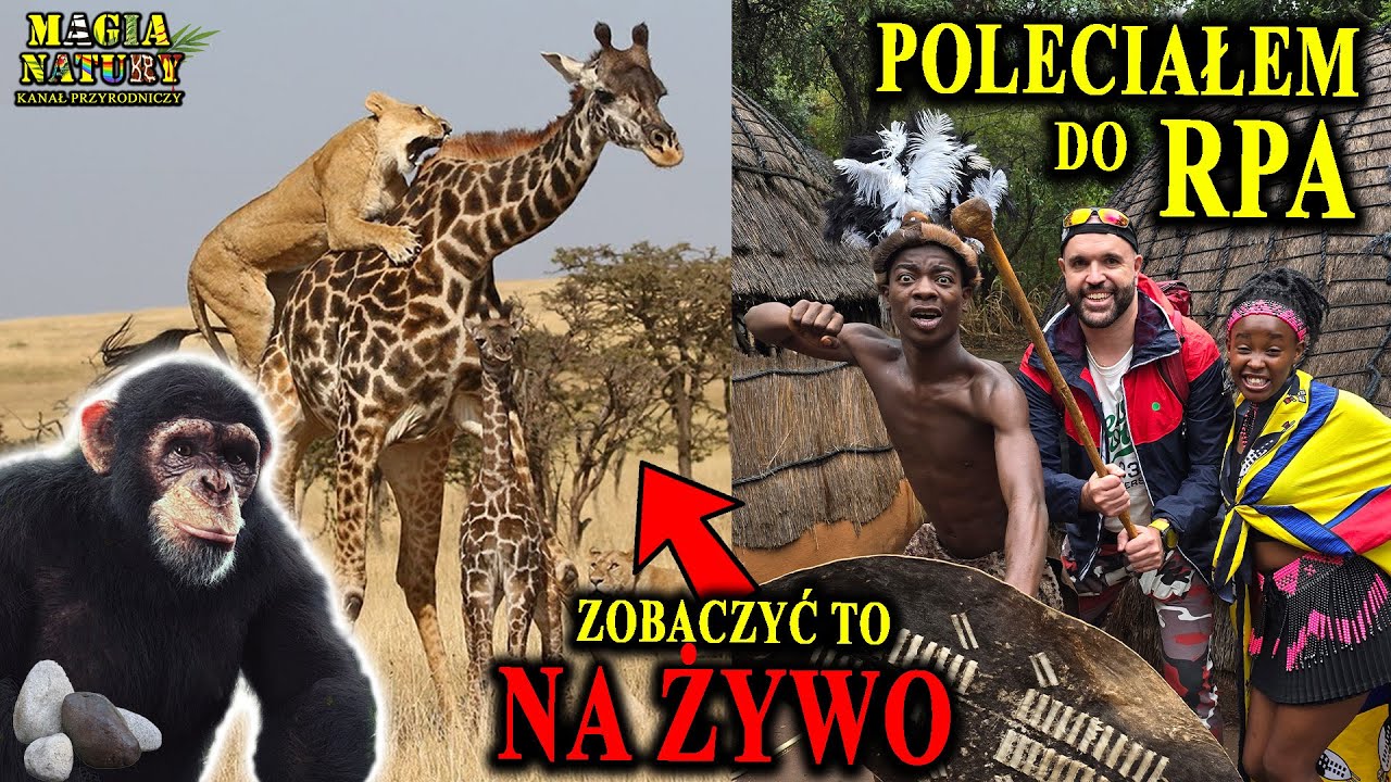 Safari w Parku Krugera - RPA - Szympans Rzuca w Nas Kamieniami