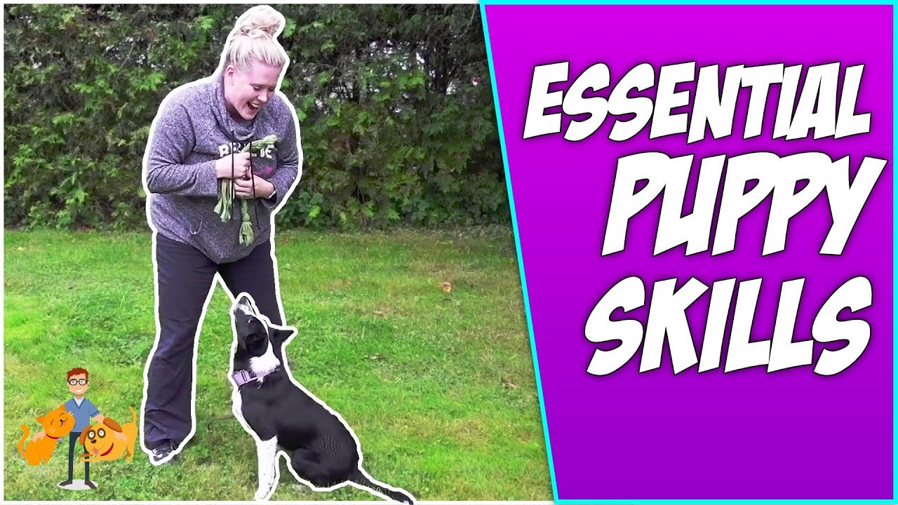 Essential Puppy Skills: simple puppy recall + handling