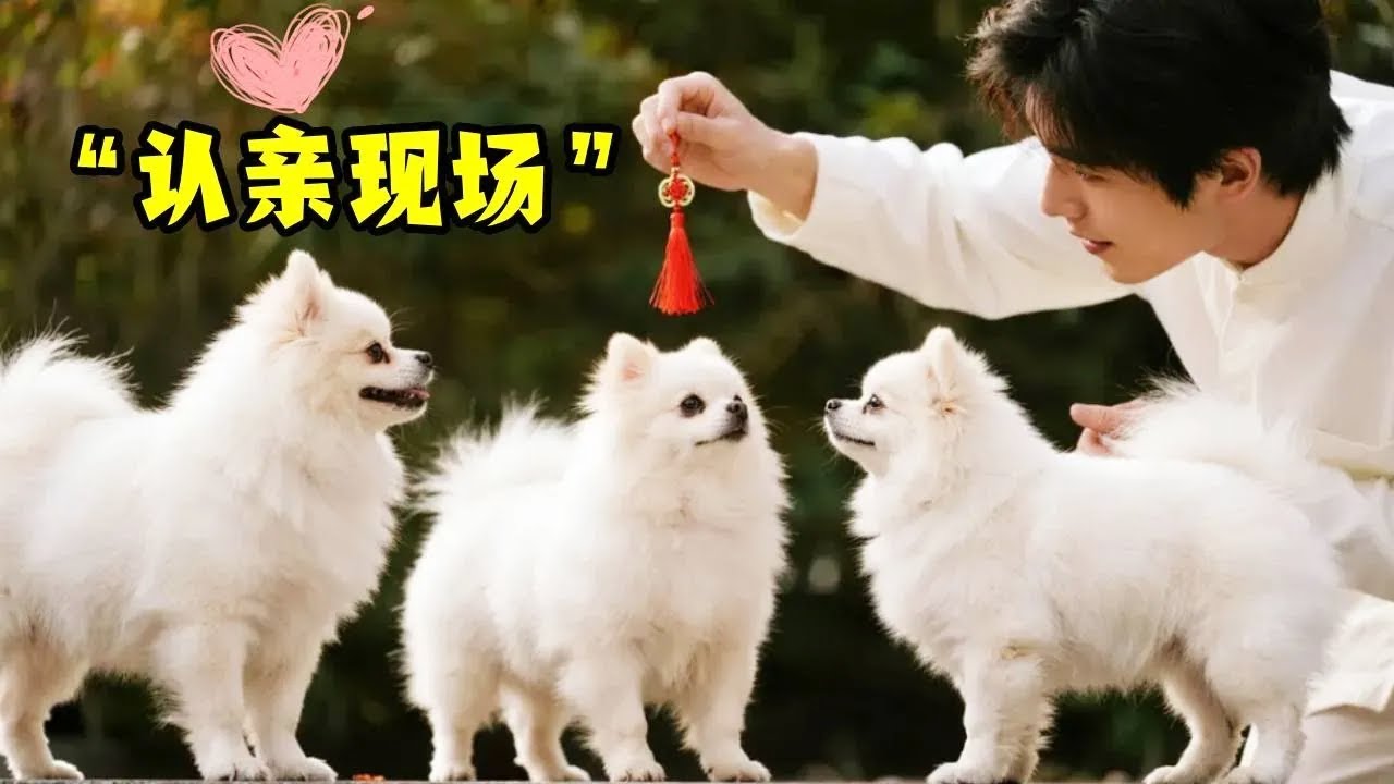 不是随便选，是替妈妈 “认亲”！陌生小哥持平安符选小狗，背后故事太戳心#宠物#博美#汪星人#狗狗