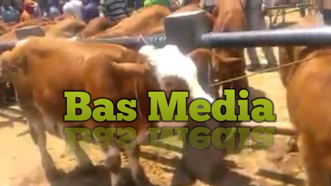 bas media