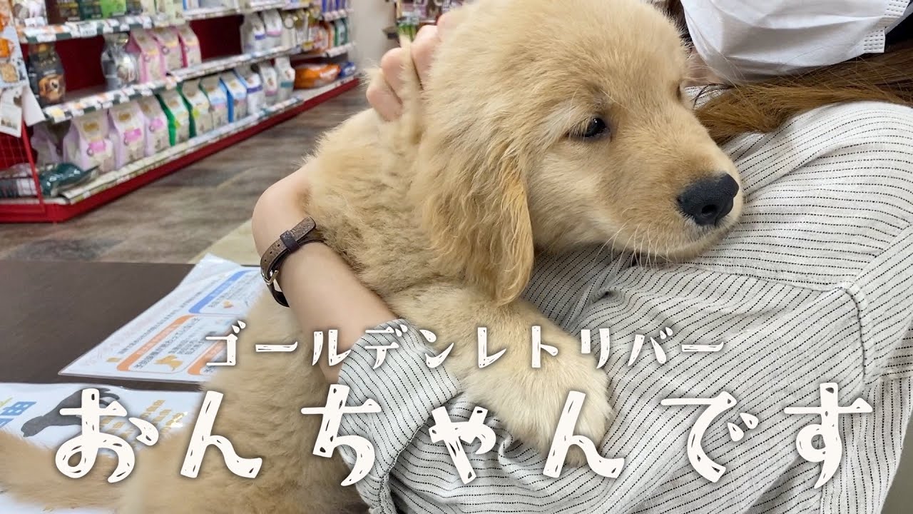 【お迎え初日】ゴールデンレトリバーをお迎えしたら夫婦喧嘩になりました