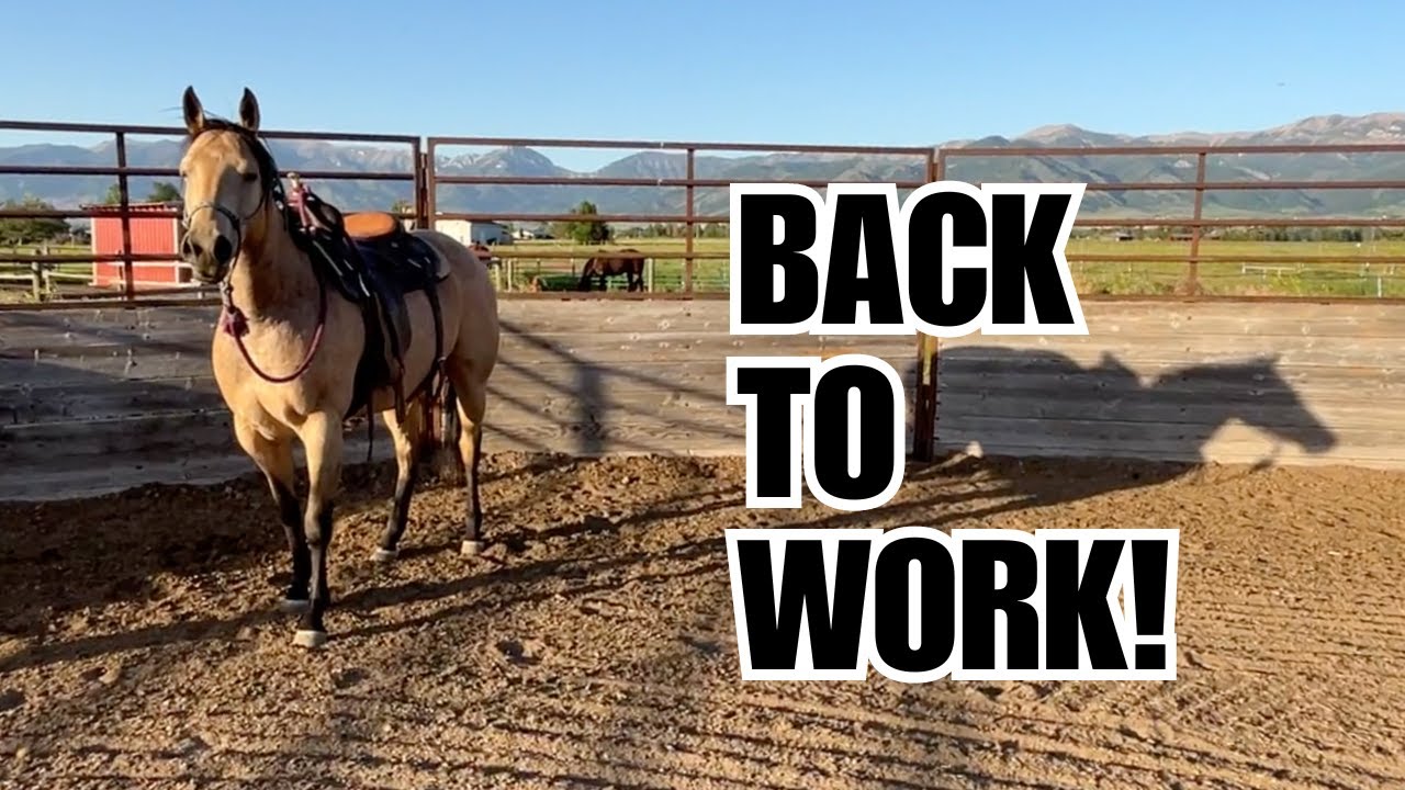 Summer Routine ~ I finally start working the HORSES! ❤️