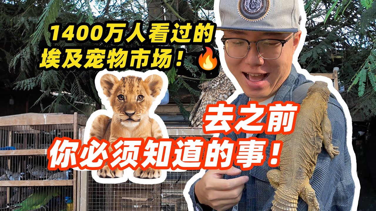 1400多万人看过的埃及动物市场，去之前你要知道的事！