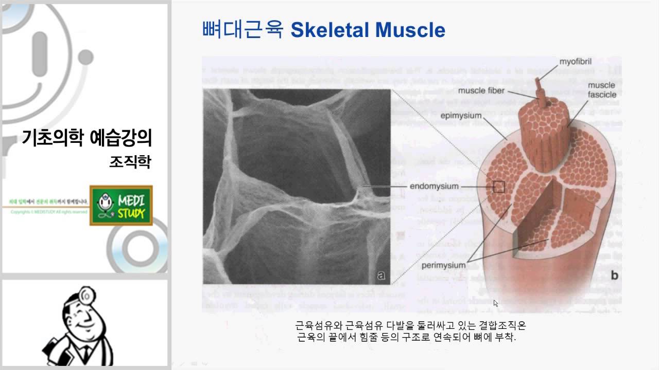 조직학 메디프리뷰 미리보기