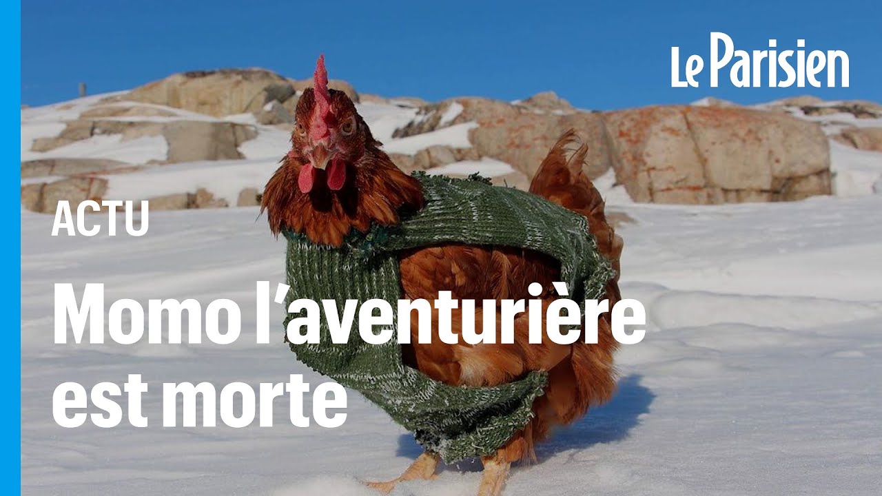 «Je ne t'oublierai jamais» : Monique, la célèbre poule du navigateur Guirec Soudée, est morte