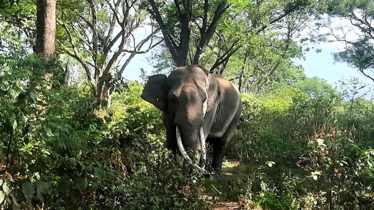The Asian Elephant (Elephas maximus)