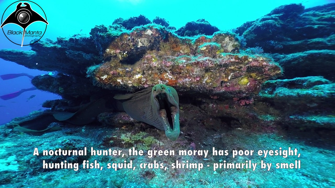 Green Moray Eel - THE FACTS