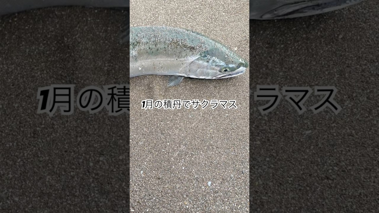 1月の積丹で海サクラマス！？ #釣り #海釣り #フライフィッシング #アウトドア #アメマス #ルアーフィッシング #flyfishing #troutfishing #北海道 #魚