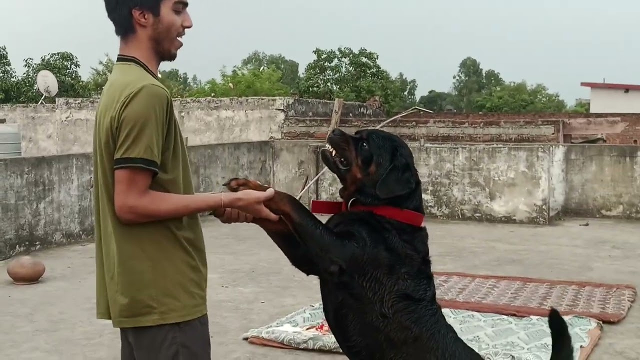 bruzzo ke sath scam ho gaya 😅😅#viral #rottweiler #agressive #trending @guddanguddan552