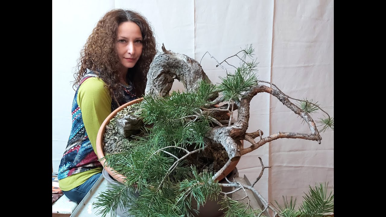 Bonsai Society of Dallas - Preparation of Pinus sylvestris - First Bending