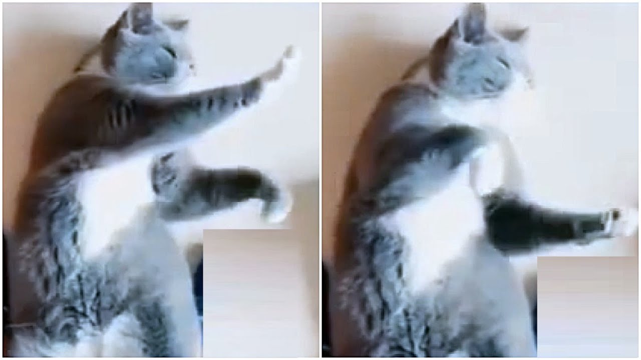 《你看過貓打詠春拳嗎》一口氣看66個功夫貓影像/ 那些鏡頭下捕抓的武林高手/ 輕功水上漂/ 毛小孩(catya)