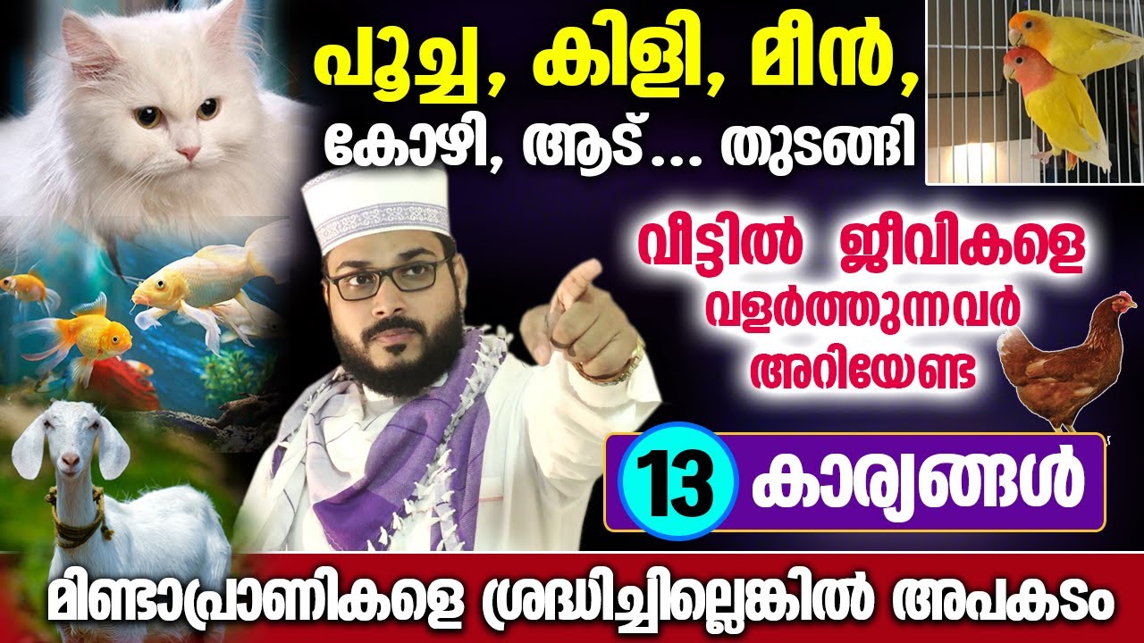 പൂച്ച, കിളി, മീൻ, കോഴി, ആട്... ജീവികളെ വീട്ടിൽ വളർത്തുന്നവർ അറിയേണ്ട 13 കാര്യങ്ങൾ...!! Arshad Badri