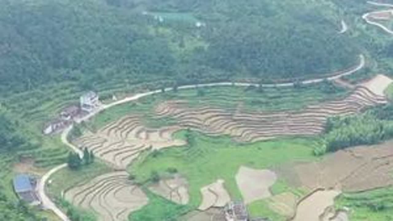 鉴江镇程家洋村，农户刚刚结束八天的插秧，这会儿正顶着高温给秧苗施肥。#插秧季节 #稻田风光美如画 #一份耕耘一份收获 #原生态乡村生活 #梯田美景 #高温下的劳动者 #烟火罗源#罗源