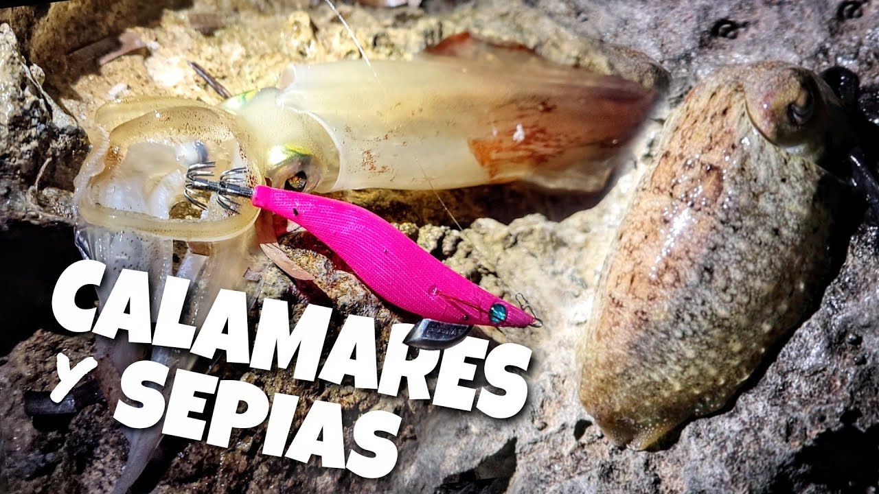 CALAMARES Y SEPIAS a EGING desde costa EN POCA PROFUNDIDAD ¡ESTABAN TODOS AQUÍ!