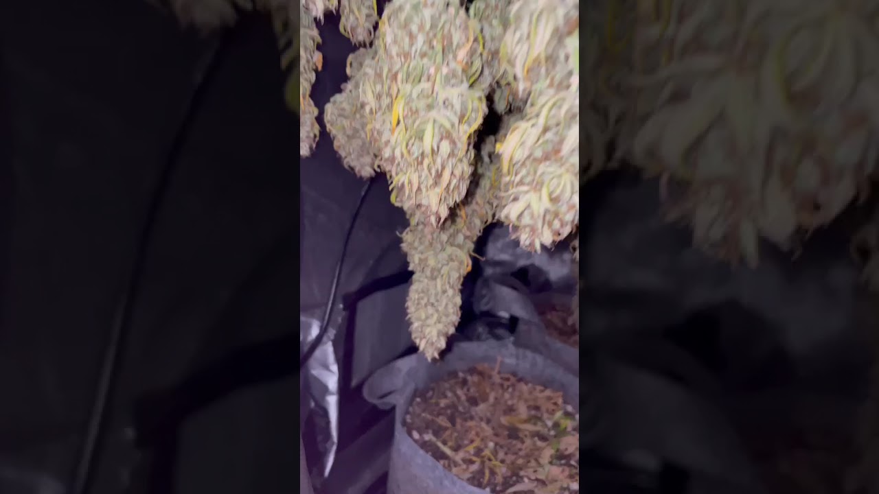 Grape Ape Dry Stage