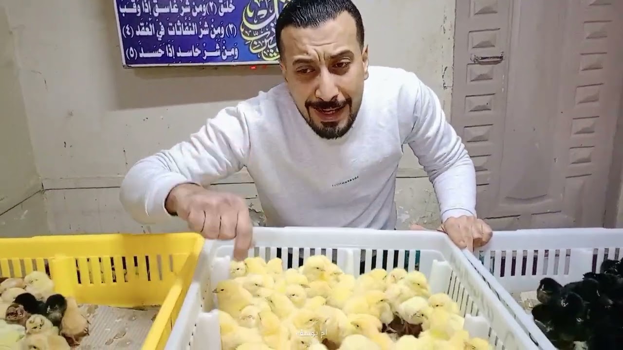 ارتفاع أسعار الكتاكيت والبط اليوم في معمل البرماوى 2/5
