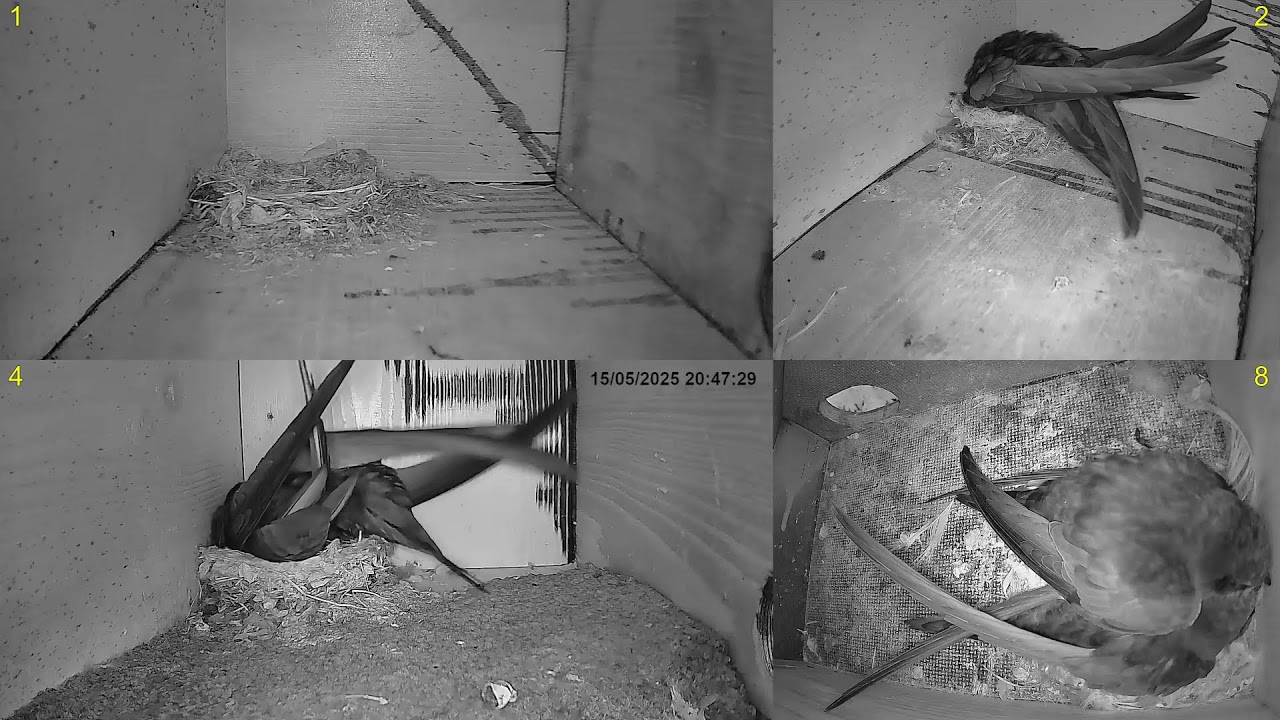 Rorýs obecný (Apus apus) Common swift nest box live 2025