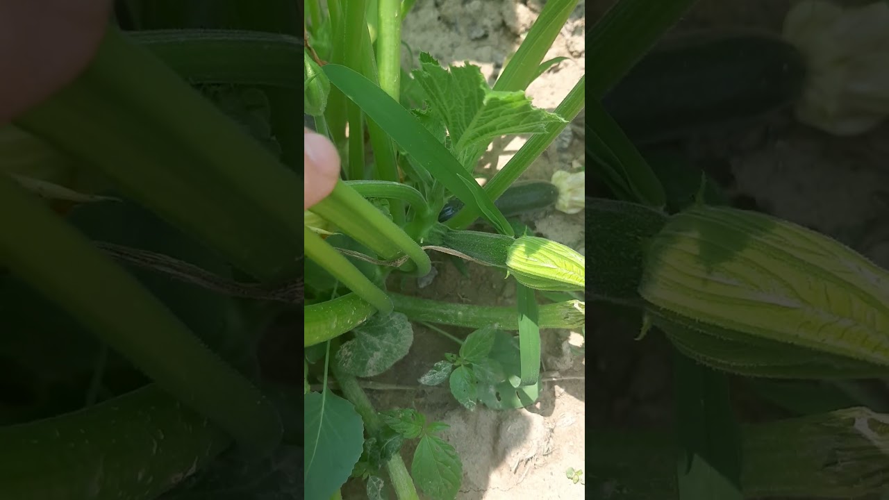 Zucchini plant pruning