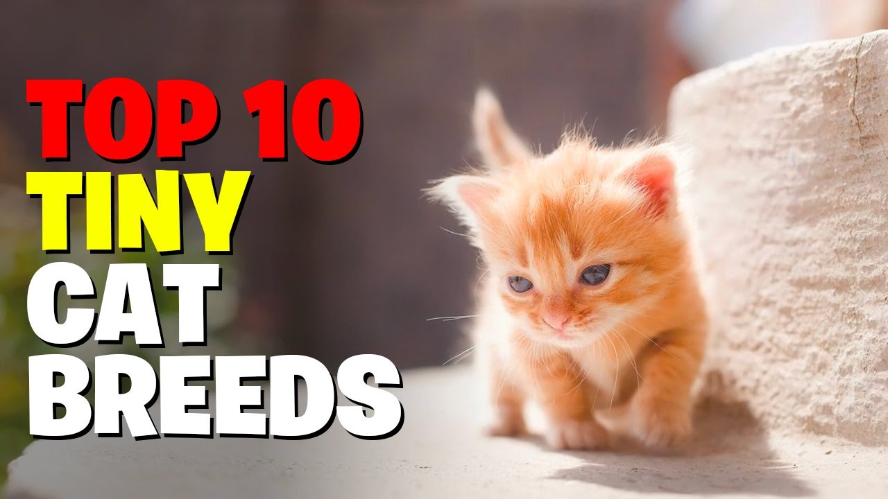 10 крошечных пород кошек, которые всегда выглядят как очаровательные котята