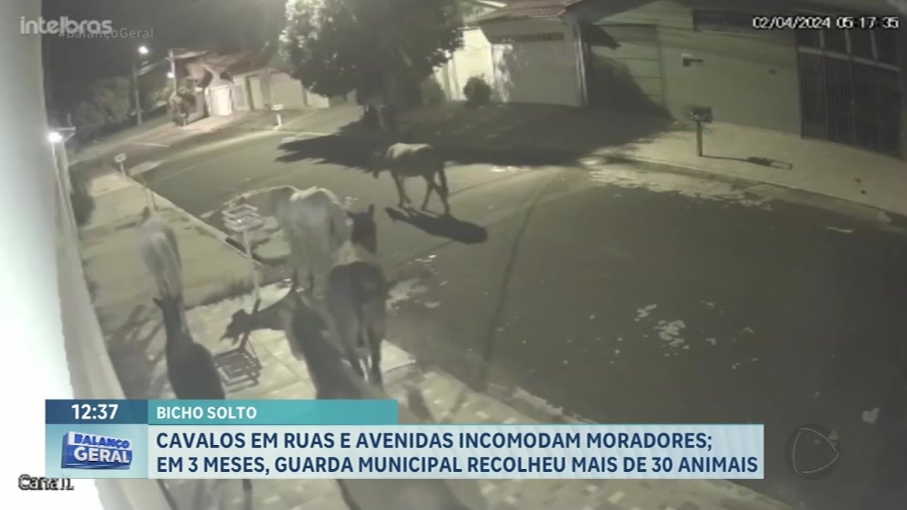 Cavalos em ruas e avenidas incomodam moradores em ruas de Franca