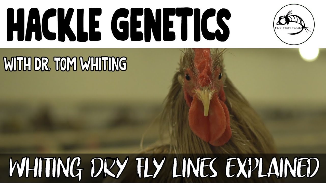 Dry Fly Hackle Genetic Lines: EXPLAINED