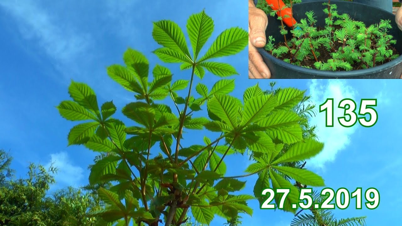 Bäume Mammutbaum Kastanie und Linde Schneiden Umtopfen weitere Pflege der Bäume