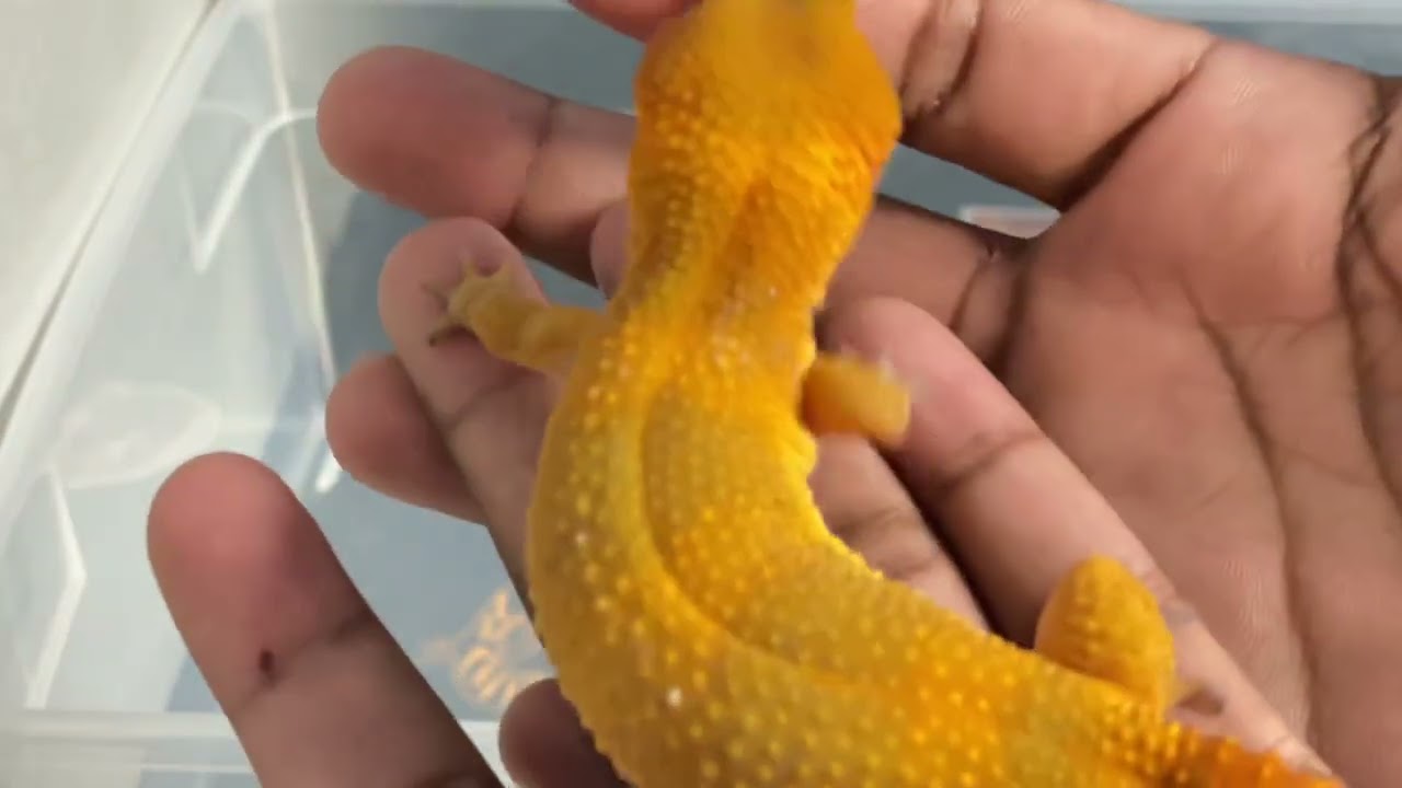 Ovulating VS gravid female leopard geckos