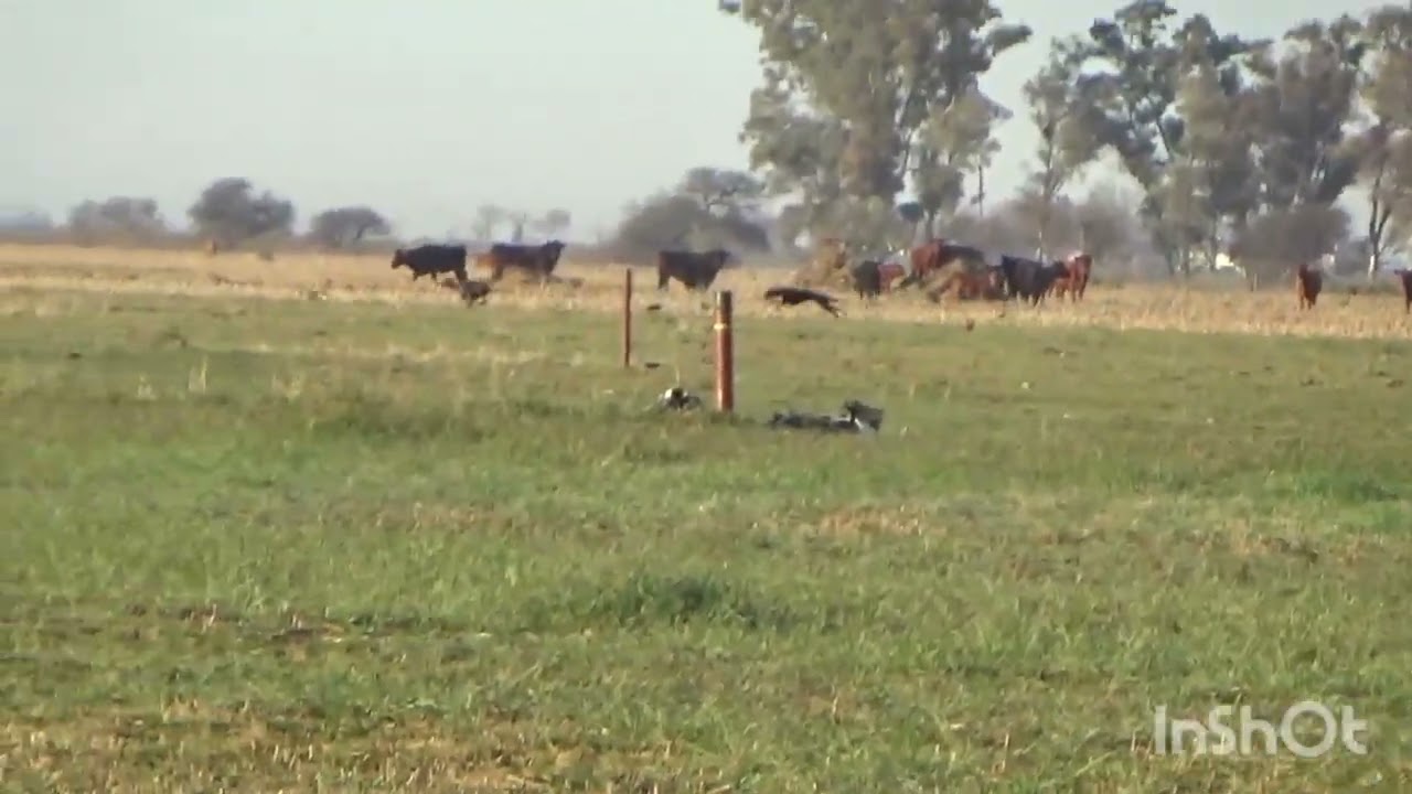 Corridas dl campeonato d Córdoba..7 d 7 con bandida y estrella. Estrella hija d mí perro TRAVIESO 