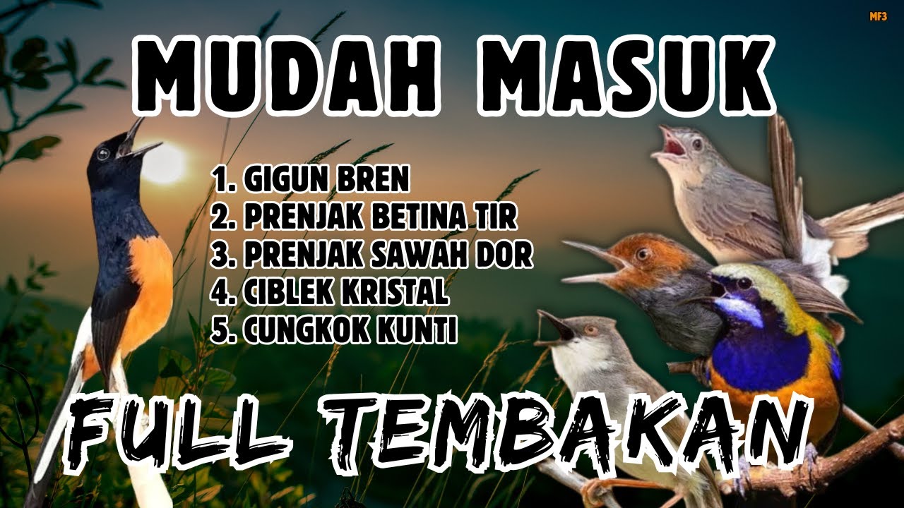 🔴 MASTERAN MURAI BATU GACOR