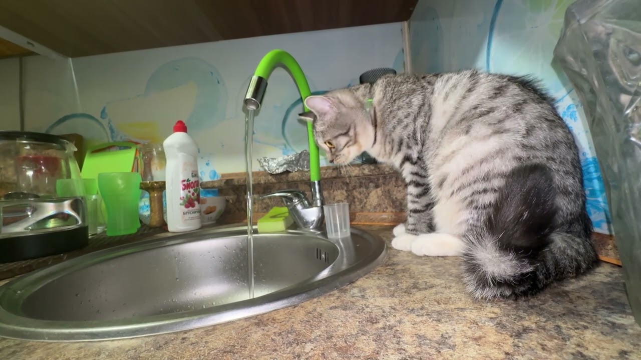 Funny Scottish Cat Jumps Around the Kitchen & Drinks From the Tap