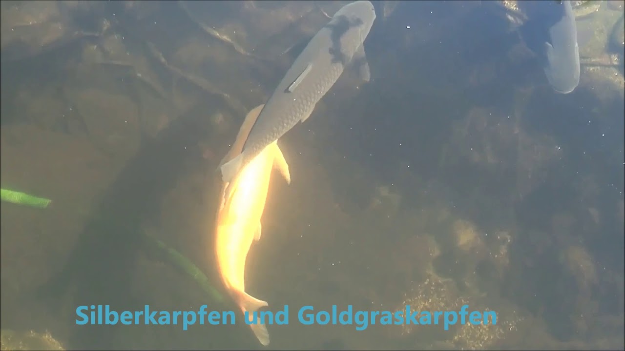 Gartenteich planen - bauen - unterhalten