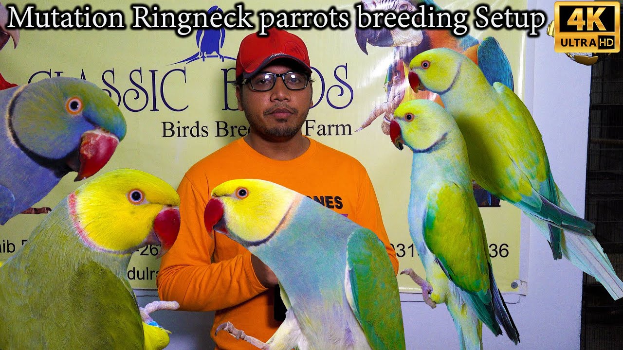 Unique and Rare Mutation Ringneck Breeding Setup 2025 Karachi | Blue-and-Yellow Macaw Red-and-green