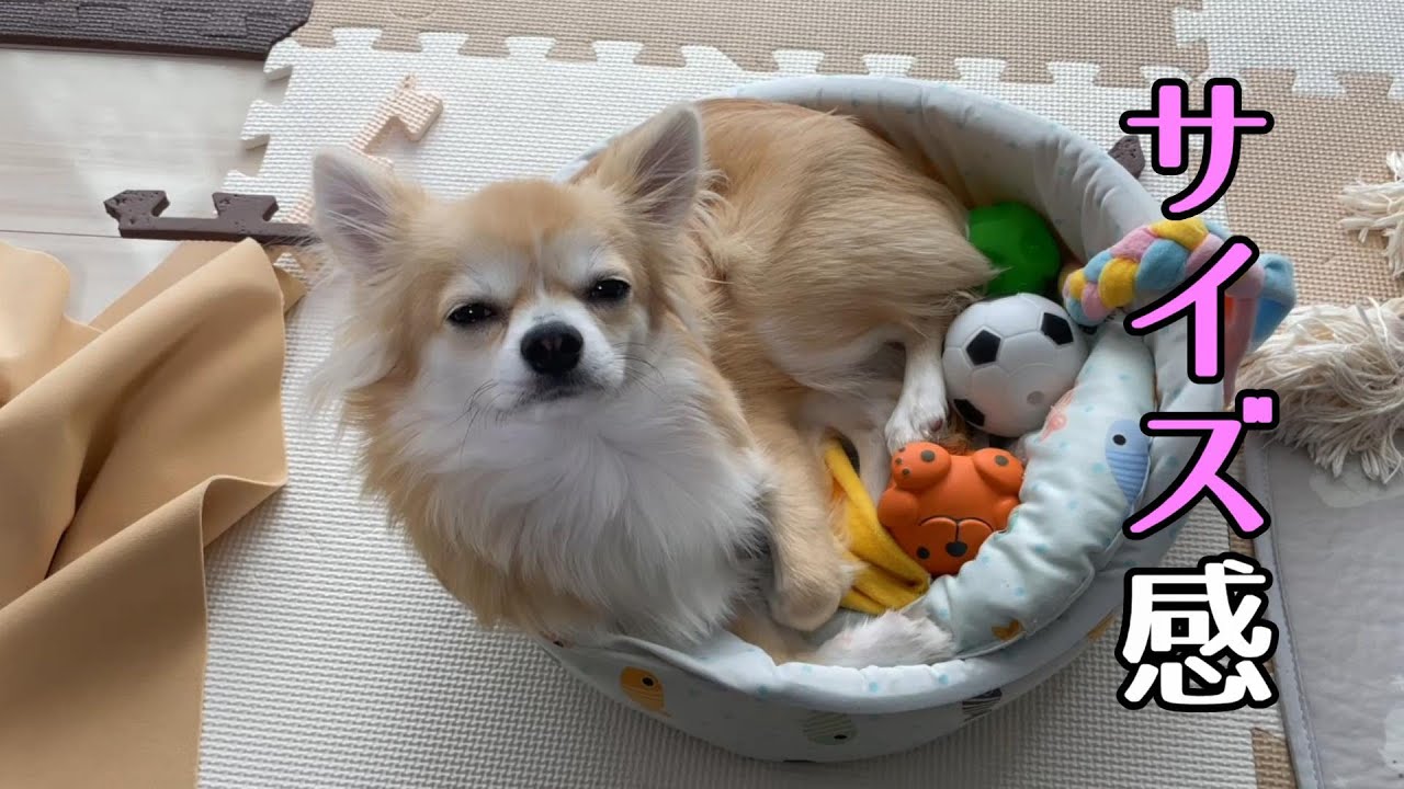 サイズが合わなくなってきた子犬チワワ
