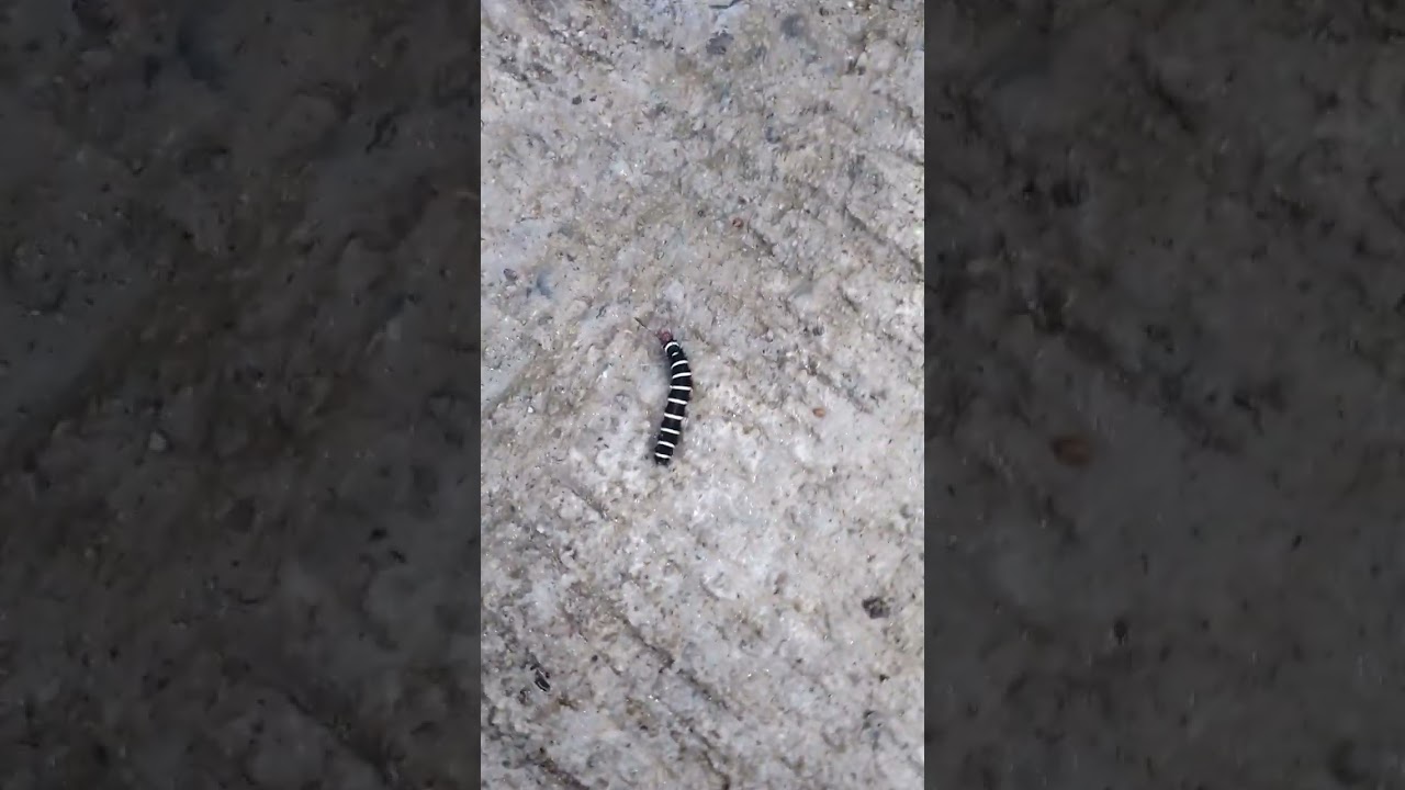 striped worm #shorts #worm