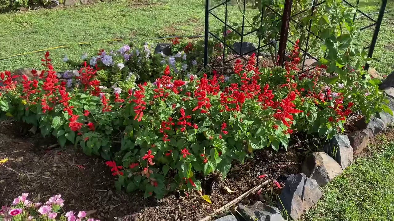 Red Salvia.  Sensational plant