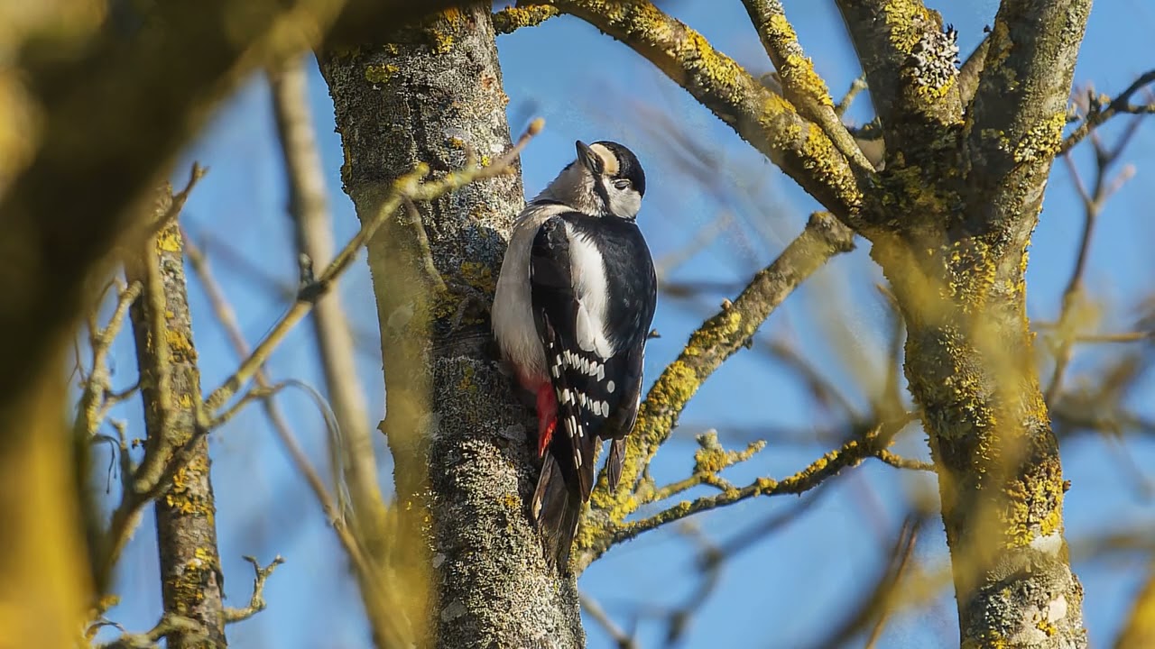 Turmfalke - Teichaufnahmen -  Fototagebuch 9.2.2026