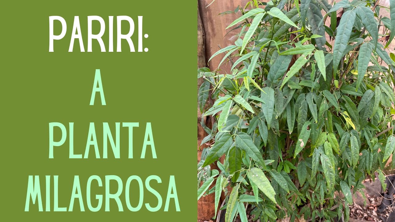 PLANTAS VERDES: PARIRI OU CRAJIRU: A planta milagrosa. Como cultivar, fazer o chá e onde encontrá-la