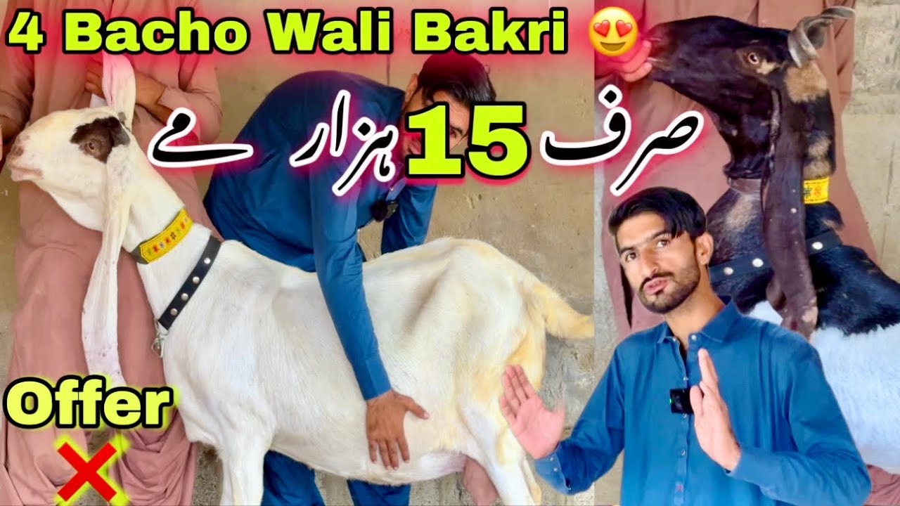 Muneer Goat Farm Ki Bakriyon Ki Pore Karachi Me Dhoom🔥 || Kamori, Ghulabi Or Pateri || Bakra Mandi