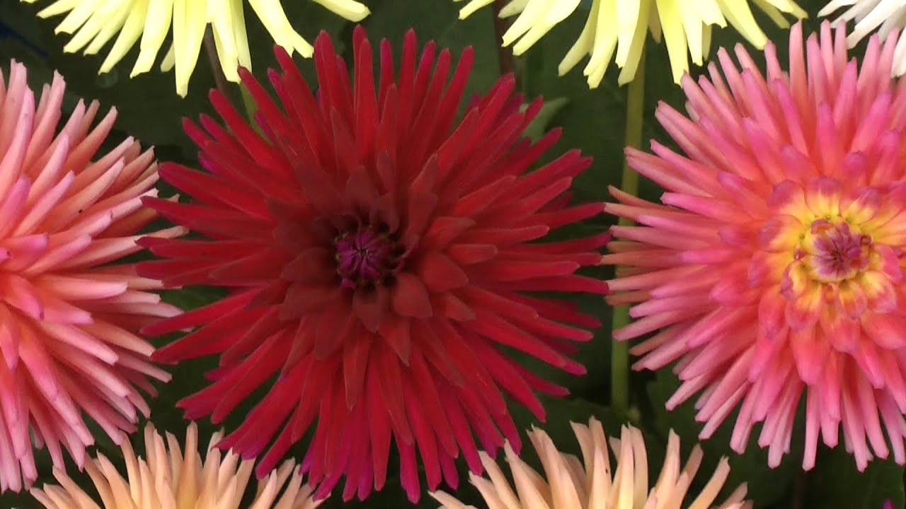 For the Love of Dahlias - The Midlands Dahlia Society Show 23rd & 24th August 2014