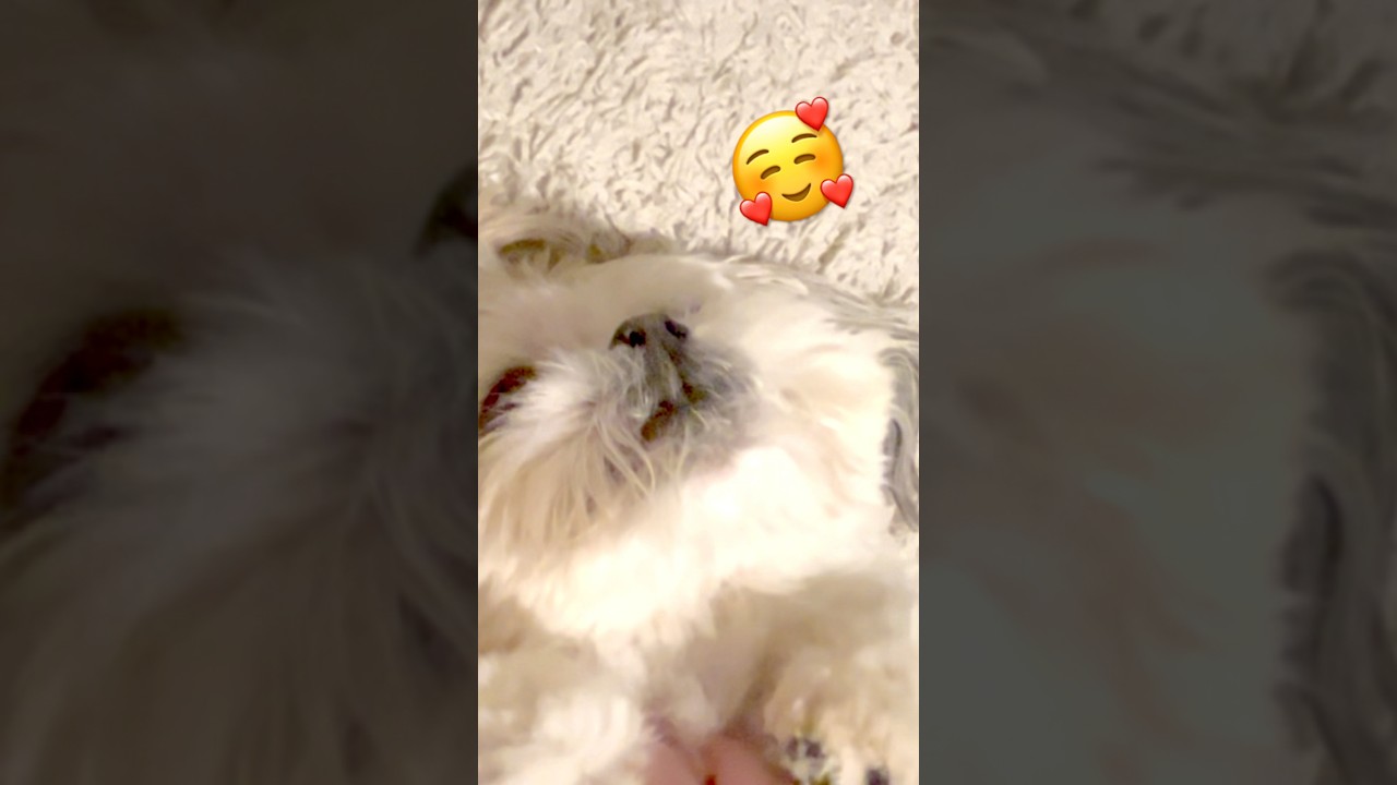 Ari wants belly rubs   Now!