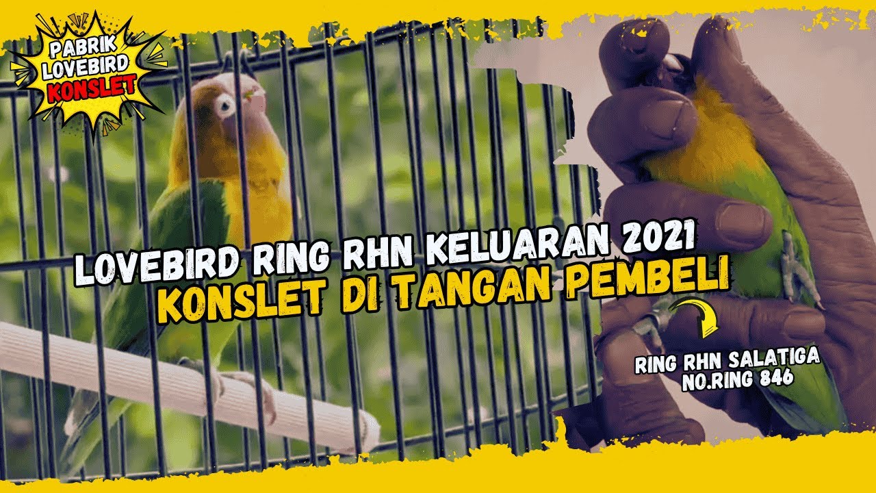MENJEMPUT LOVEBIRD RING RHN KELUARAN 2021 YANG KINI KONSLET DI TANGAN PEMBELI